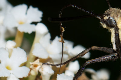 Crop of Hummingbird Moth Photo