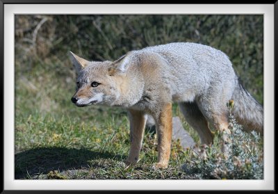 Patagonia: Gray Fox