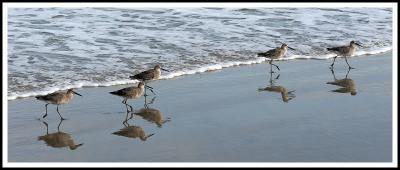 Line of Sandpipers