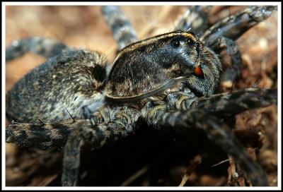 Wolf Spider (small aperture)