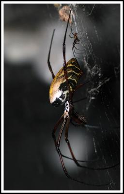 Orb Weaver: Big and Small