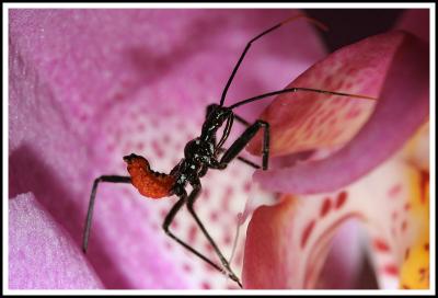 Gonzo the Orchid Guard (Assassin Bug)