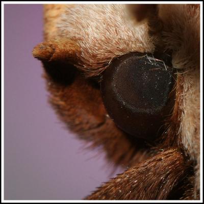 Moth on Orchid (Crop)