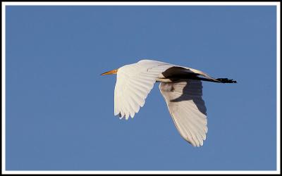 Great Egret