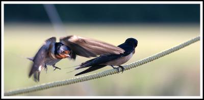 Swallows I