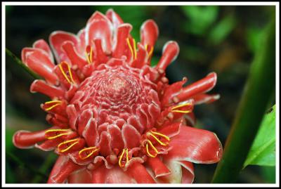 Red Torch Ginger