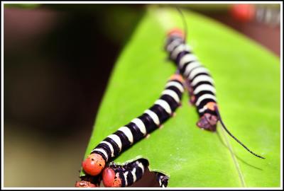 Colorful Caterpillar