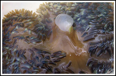 Mess of an Anemone