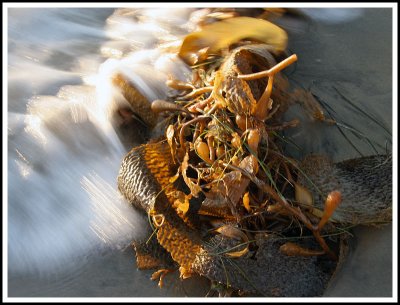 Kelp and Surf
