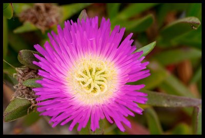 Ice Plant Flower - Carpobrotus
