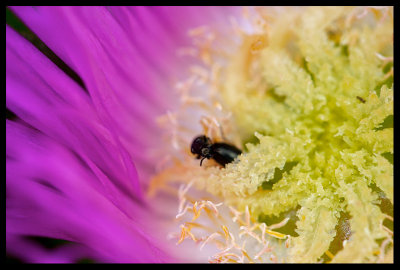 Love in a Flower Bed