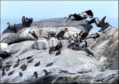 Penguin (and Pelican, Cormorant, Booby, etc) Island