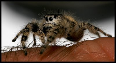 The Unexpected Visitor (Phidippus otiosus?)