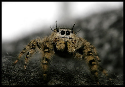 Unexpected Visitor (Phidippus otiosus?)