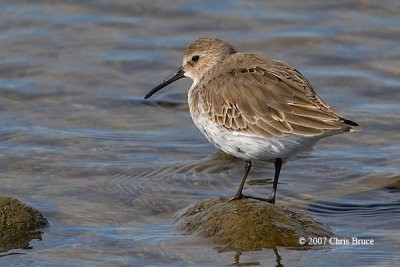 Dunlin