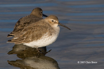 Dunlin