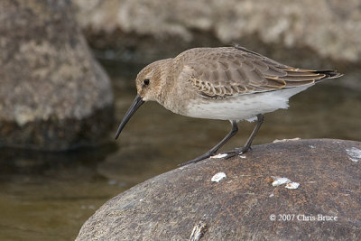 Dunlin