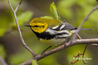 Black-throated Green Warbler (spring male)