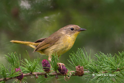 Common Yellowthroat (female)