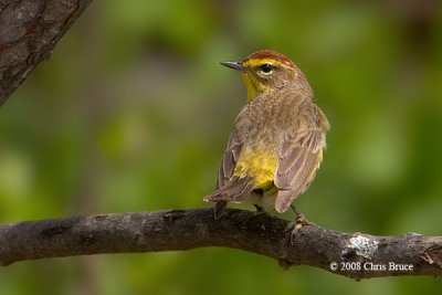 Palm Warbler (spring)