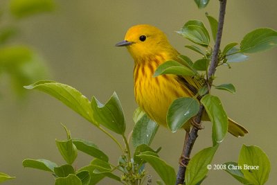 Yellow Warbler (spring male)