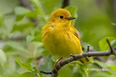 Yellow Warbler (spring male)