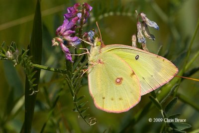 Clouded Sulphur (Colias philodice)