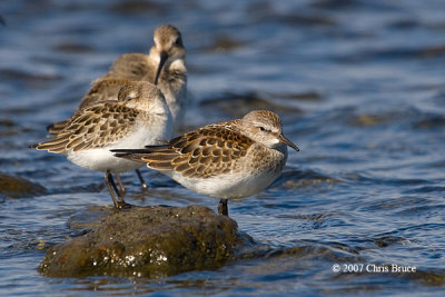 Pectoral Sandpiper