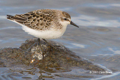 Semipalmated Sandpiper