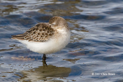 Semipalmated Sandpiper
