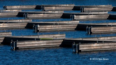 Fall at the Marina II