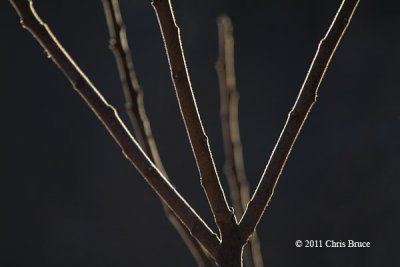 Backlit Sumac