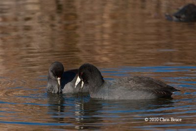 American Coots feeding