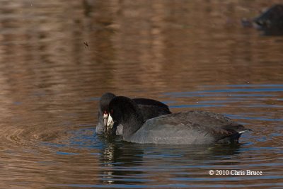 American Coots feeding