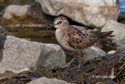 Least Sandpiper
