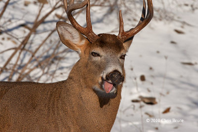 The Many Faces of a Buck