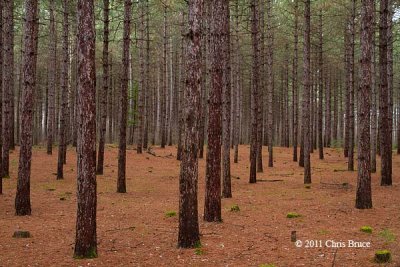 Trail 30 Plantation III