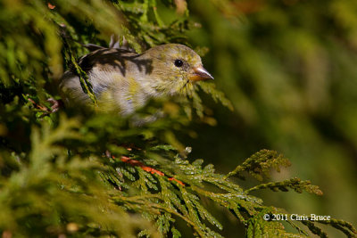 American Goldfinch (female)