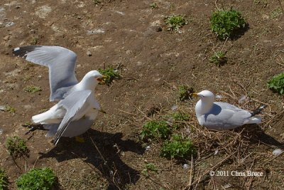 Ring-billed Gull