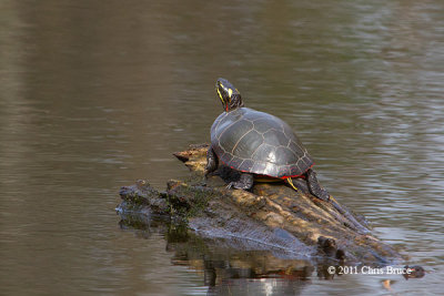 Painted Turtle