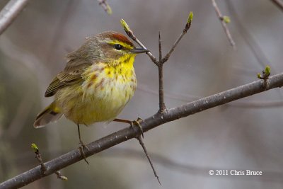 Palm Warbler