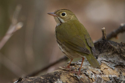 Ovenbird