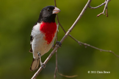 Rose-breasted Grosbeak (male)