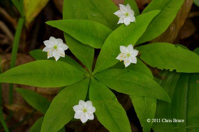 Starflower (Trientalis borealis)