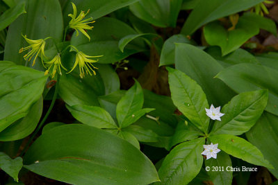 Blue-bead Lily (Clintonia borealis) & Starflower (Trientalis borealis)