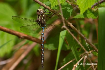 Springtime Darner (Basiaeschna janata)