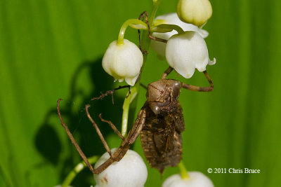 Dragonfly Larval Skin