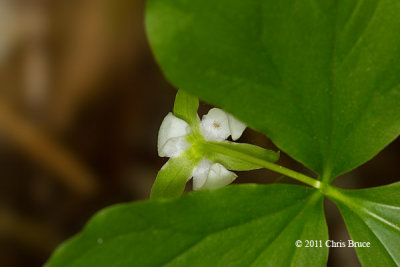 Nodding Trillium (Trillium cernuum)