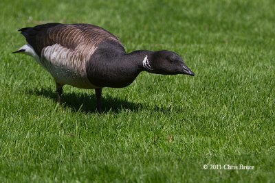Brant