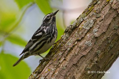 Black-and-White Warbler